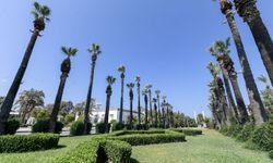 İzmir'de palmiye ağaçlarına yapay zeka desteği ile koruma