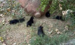 İzmir'de zehirlendiği iddia edilen 10 köpek ile 5 kedi öldü