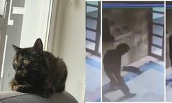 Kediyi işkence ederek öldüren Burak Alan kimdir, tutuklandı mı?