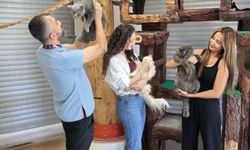 Konak'ta patili dostlar yeni yuvalarını bekliyor