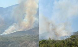 Muğla'da ormanlık alanda yangın çıktı