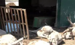 Sağanak yağış besi çitliğindeki hayvanları telef etti