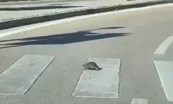 Trafikte minik kahraman: Kaplumbağa yaya geçidini böyle kullandı!