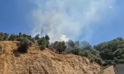 Zeytinlikte çıkan yangın 1,5 saatte kontrol altına alındı, 2 hektar alan zarar gördü