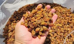 Kuru üzümde tarihi başarı: 84 ülkeye ihracat