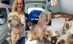 Bayraklı’da skandal! 20 köpek koruma altına alındı, sahibe 830 bin TL ceza!