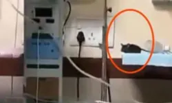 Hindistan'da kamu hastanesinde ihmal: Fare ısırıklarıyla iki bebek öldü