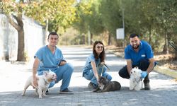 Büyükşehir, 20 cins köpeği koruma altına aldı: Hepsi sıcak bir yuva bekliyor