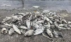 İzmir Körfezi’nde balık ölümleri devam ediyor