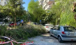 İzmir’de park halindeki otomobilin üzerine ağaç devrildi