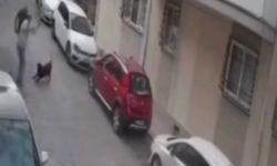 Tepkiler çığ gibi... İzmir'de köpeğe kemerli saldırı!