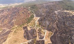 Karabük'te orman yangını: Karganın kıvılcımı felakete yol açtı!