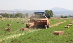 Muğlalı üreticilere ücretsiz yem bitkisi tohumu dağıtılacak