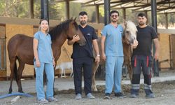 Pako'da bakılan sahipsiz binek hayvanları yeni yuvalarını bekliyor