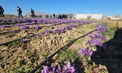 Afyonkarahisar’da tıbbi amaçlı safran hasadı gerçekleştirildi