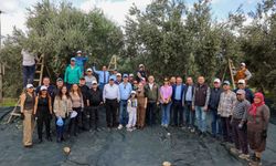 Akhisar’da zeytin hasadı coşkuyla başladı