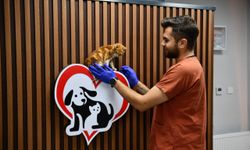 Balıkesir'den örnek proje: Sokak hayvanlarına güvenli ve kalıcı yuva
