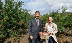Başkan Tugay, nar hasadında çiftçilerin bereketine ortak oldu