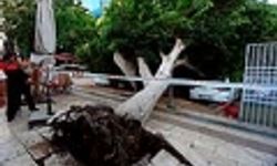 Budama yapılmadı, felaket geldi: Ağaç otoparka devrildi!