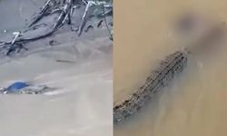 Hindistan’da nehirde yıkanan kadın dehşeti yaşadı: Timsah saldırısında hayatını kaybetti