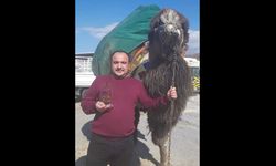 İzmir yasta: Devecilik camiasının sevilen ismi Yasin Çiftçi vefat etti