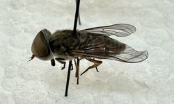 İzmir'de karasinek kabusu