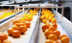 İzmirli üreticiler satsuma mandalina ihracatına hazır
