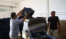Muğla'da geleneksel bağcılık, modern tesislerle buluşuyor
