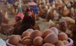 TÜİK: Tavuk eti üretimi 230 bin tona yaklaştı, yumurta üretimi 1,68 milyar adet oldu