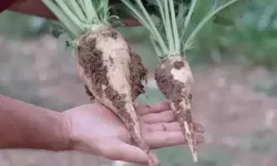 Üreticiye tatlı haber: Şeker pancarı fiyatı arttı!