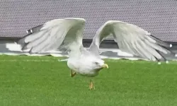 Beşiktaş efsanesi Süleyman Seba'nın 'Martı olarak geleceğim' sözü gerçekten var mı?