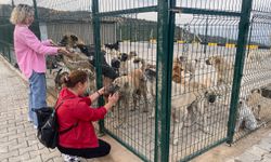 Alaşehir'de sokak hayvanlarına modern doğal yaşam alanı