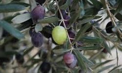 Urla, zeytin ve sanatı buluşturan uluslararası festivale hazırlanıyor