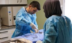 Buca Belediyesi'nden sokak kedilerine kısırlaştırma seferberliği