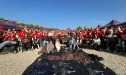 Engelli yurttaşlar ve yakınları zeytin hasadında buluştu