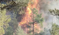 Hatay'da orman yangını: Alevlerle mücadele başladı