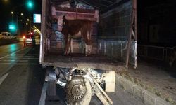 Hayvan yüklü kamyonet kaza yaptı: Ölü ve yaralılar var...