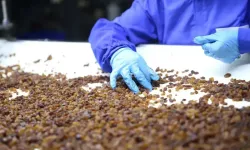 İşletme artığı kuru üzümler Türkiye’de: Kaçak 10 bin ton girdi, 25 bin tonu yolda!