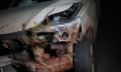 Kamyonet, köy yolunda sürüye çarptı: Onlarca küçükbaş hayvan hayatını kaybetti