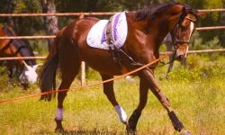 Kuskun nedir, ne anlama gelir, hangi zamanlarda kullanılır?