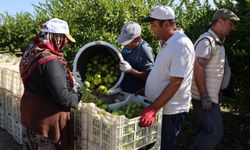 Mandalina ihracatında Ekim bereketi: Yüzde 144'lük rekor artış