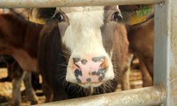 Şap alarmı: 22 bölge karantinaya alındı