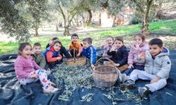 Seferihisar'da minik eller zeytin topladı: Dayanışma ağı büyüyor