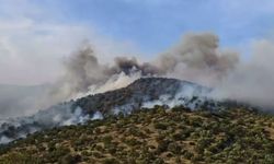 SON DAKİKA | Aydın'da orman yangını! Rüzgarın etkisiyle yayıldı