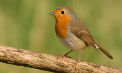 Sosyal medyada gündem olan Kuş Teorisi ne? Kuş gördüm akımı nedir?