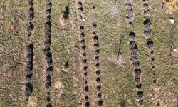 Tıbbi aromatik üretim 10 yılda 20 kat arttı