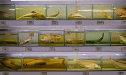 Türkiye denizlerinde tehlike: Balık türleri hızla azalıyor