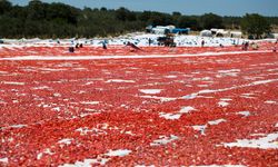 Türkiye kuru domates ihracatında dünya ikincisi oldu