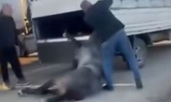 Yürek sızlatan görüntü: Atı kilometrelerce sürükledi!