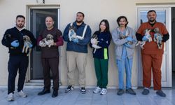 Yangından kurtarılan köpek ve kedilere Büyükşehir sahip çıktı